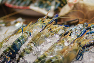 Close-up of fish for sale in market