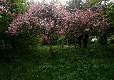 Cherry blossom trees in park