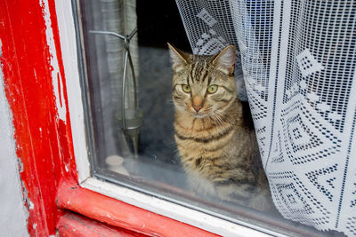 Close-up of cat looking through window