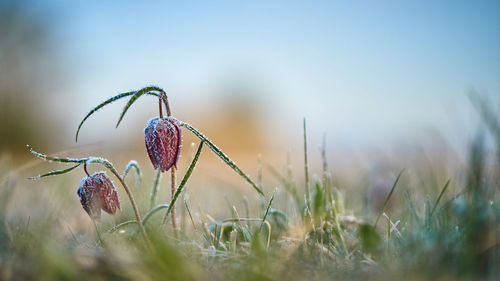 Close-up of flowering plant on field against sky