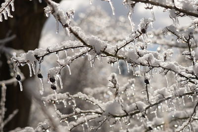 Close-up of snow covered plants against blurred background