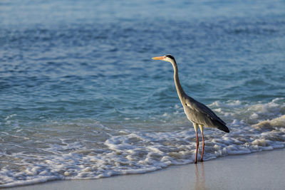 Gray heron standing on the beach, maldives