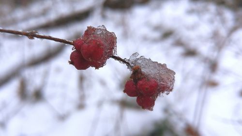 Low angle view of frozen red berries