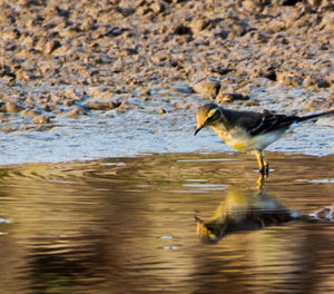 Birds in water