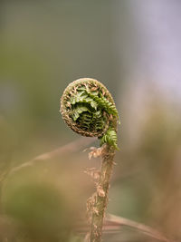 Close-up of spiral bud