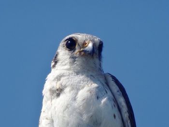Low angle view of falcon against clear blue sky on sunny day