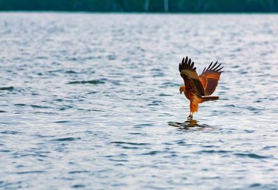 Bald eagle catching food out of lake