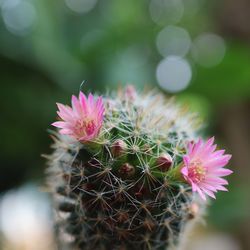 Close-up of pink flowering plant