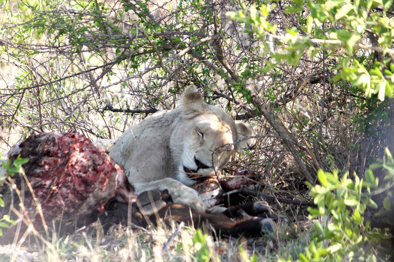 White lion of Timbavati