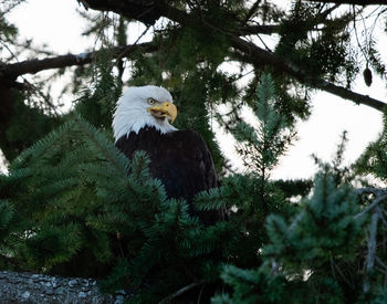 Low angle view of eagle on tree