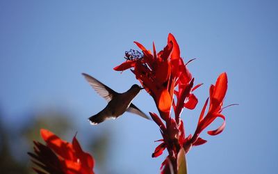 Close-up of red flowers against clear sky