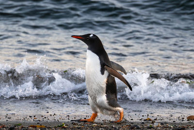 Close-up of bird perching on beach