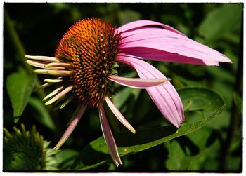 Close-up of coneflower blooming on plant