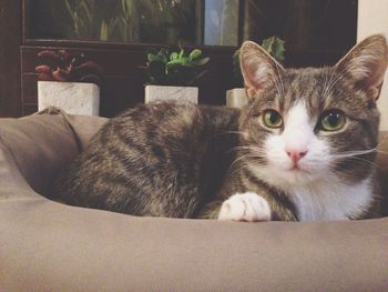 Portrait of cat lying on sofa