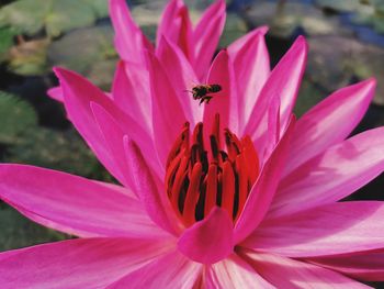 Close-up of insect on pink flower