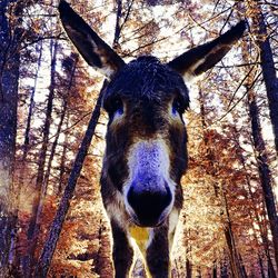 Close-up of animal head