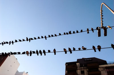 Low angle view of birds perching on cable