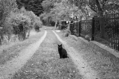 View of cat on road amidst trees