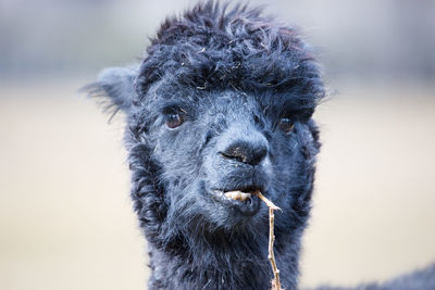 Close-up portrait of alpaca