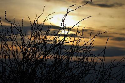 Silhouette grass against sky during sunset