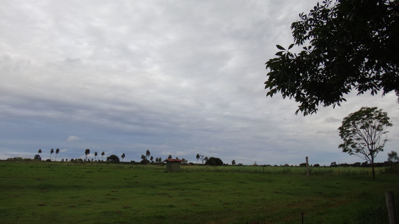 COWS GRAZING IN FIELD