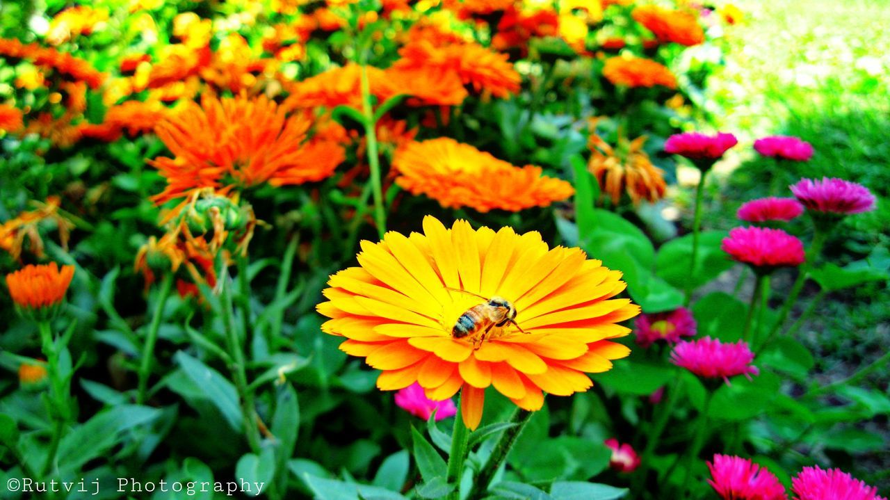 CLOSE-UP OF HONEY BEE ON YELLOW FLOWER