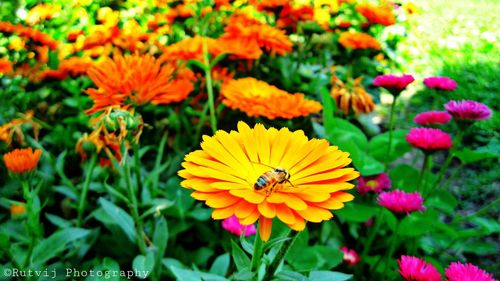 Close-up of honey bee pollinating on yellow flower