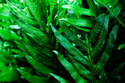 Green leaves fern background