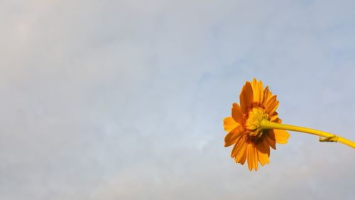 Low angle view of yellow blooming against sky