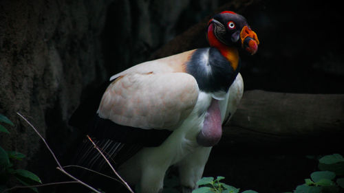 Close-up of duck