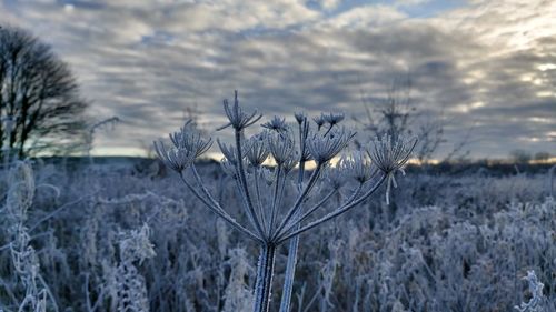 Close-up of frozen plant on field against sky