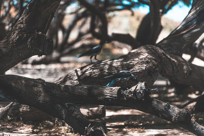 Bird perching on a tree