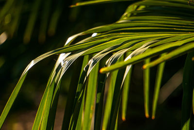 Close-up of palm leaf