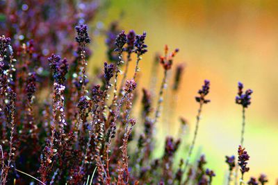 Close-up of purple flowers in field