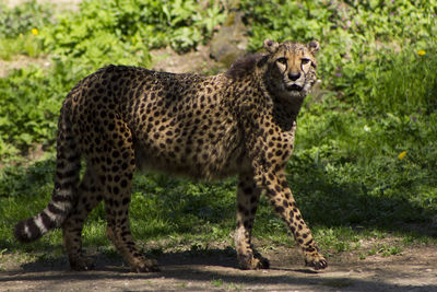 Full length of a cat