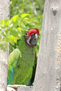 Close-up of parrot perching on tree trunk