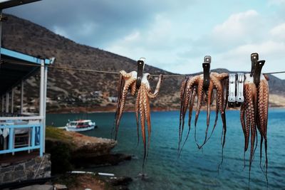 View of octopus hanging on clothesline against sea