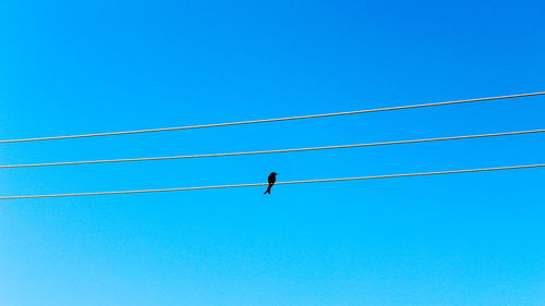 Low angle view of birds perching against clear blue sky