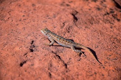 High angle view of lizard on rock