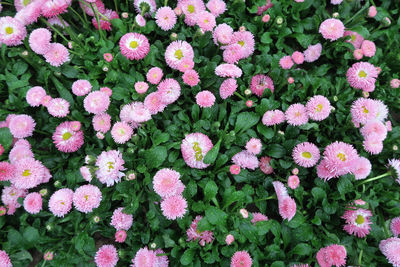 High angle view of pink flowers