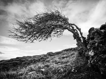 Tree on field against sky