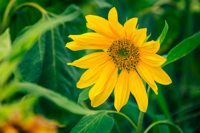 Close-up of yellow flower