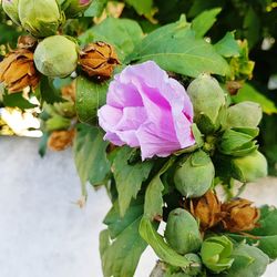 Close-up of flowers blooming outdoors