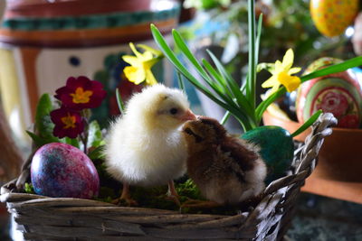 Close-up of a bird in basket