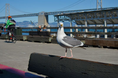 Seagull perching on a street