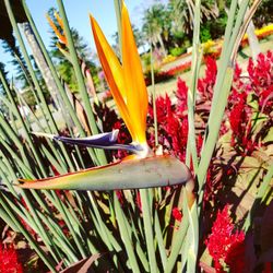 Close-up of red flowering plants