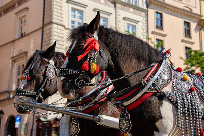 Close-up of horse