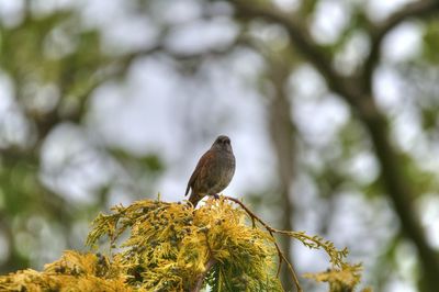Low angle view of bird perching on branch