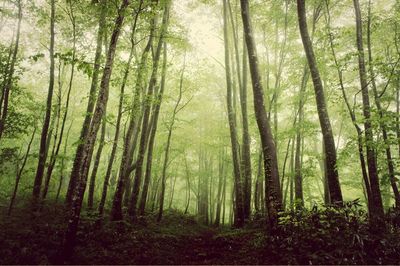 Trees in forest