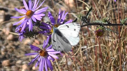 Close-up of butterfly pollinating on purple flower